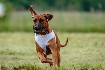 Rhodesian ridgeback dog in white shirt running in green field and chasing lure at full speed on coursing competition