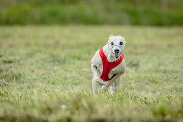 Whippet dog lifted off the ground during the dog racing competition running straight into camera