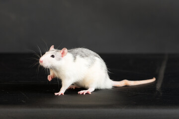 studio portrait of a domestic rat on a black background