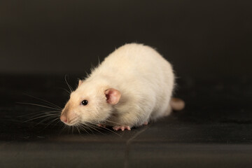 portrait of a white rat