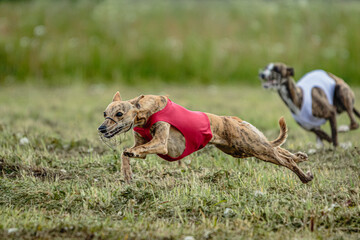 Whippet dogs in red and white shirts running and chasing lure in the field on coursing competition