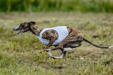 Whippet dog moment of running and flying in green field at full speed