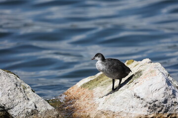 juvenile coot sitting on a rock near the water