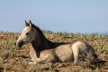 Wild Horse Foal in Summer in the Wyoming Desert