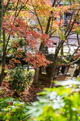 Fototapeta na wymiar 京都の秋