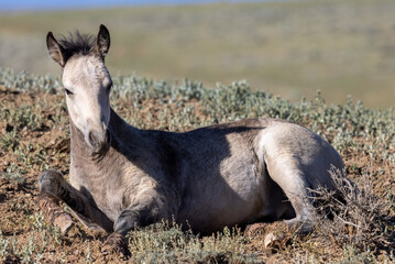 Wild Horse Foal in Summer in the Wyoming Desert