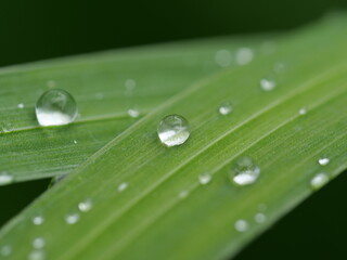 water drops on a leaf