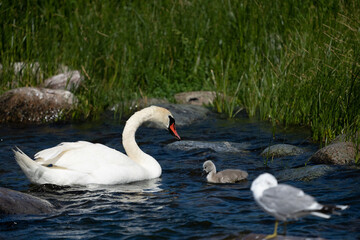 Swans on the water