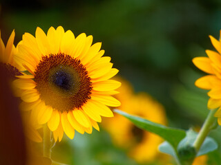 Fototapeta premium 前ボケとヒマワリ