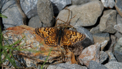 Melitaea phoebe (knapweed fritillary), Ecrins, France