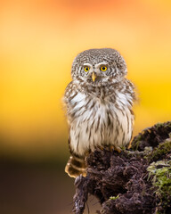 Pygmy owl (Glaucidium passerinum) little owl natural dark forest north parts of Poland Europe