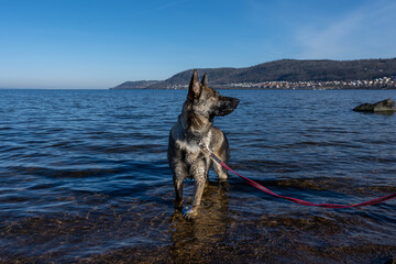 A young German Shepherd in a lake. Sable colored working line breed. Blue water and mountains in the background