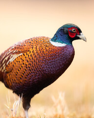 Common pheasant (Phasianus colchius) Ring-necked pheasant in natural habitat, blue background, grassland