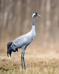 Obraz premium Wild common crane, grus grus, walking on hay field in spring nature. Large feathered bird landing on meadow from side view. Animal wildlife in wilderness.