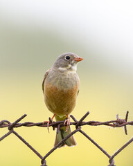 Bird - Ortolan Bunting Emberiza hortulana in its natural environment