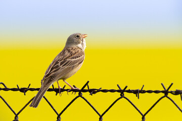Bird - Ortolan Bunting Emberiza hortulana in its natural environment