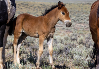 Naklejka na ściany i meble Wild Horse Foal in Summer in the Wyoming Desert