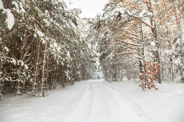 Forest after a heavy snowfall. Winter landscape. Day in the winter forest with freshly fallen snow