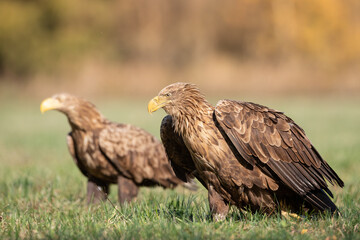 Fototapeta premium Majestic predator White-tailed eagle, Haliaeetus albicilla in Poland wild nature