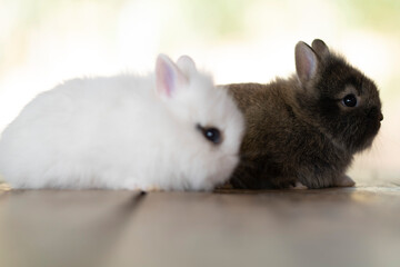 two beautiful rabbits
