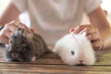 jungle with two small rabbits