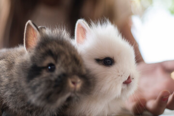 jungle with two small rabbits