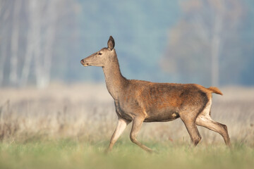 Cute red deer, Cervus elaphus, hind and fawn in nature looking aside with copy space. wild animals in wilderness Poland
