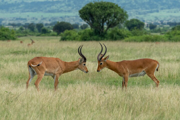 Beautiful portrait of two impalas challenging each other with their eyes in a national park in Uganda, Africa