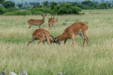 Beautiful portrait of two impalas fighting or playing in a national park in Uganda, Africa