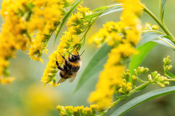 Fluffy bee picking up nectar sitting on goldenrod yellow flower - obrazy, fototapety, plakaty