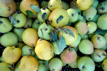 fresh harvested pears top view