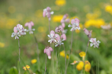Obraz premium Blossoms of bladder campion (Silene vulgaris).