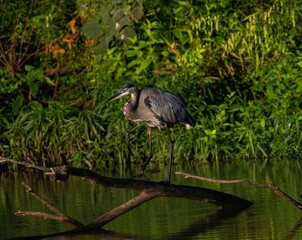 Great blue heron (Ardea herodias) in a marsh in a green forest