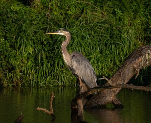 Great blue heron (Ardea herodias) in a marsh in a green forest