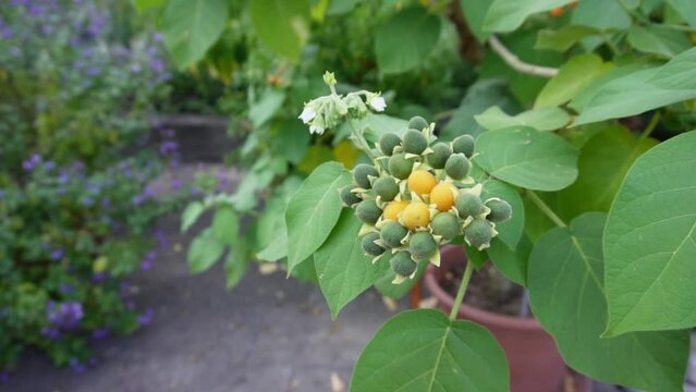 Dwarf tamarllo (Solanum abutiloides) -  HD, Slow Motion