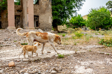 Abandoned animals on the streets of a ruined city, stray dogs near ruined houses. Destroyed and...