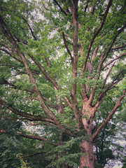 Mighty oak tree