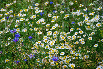 Flower meadow. Beautiful white daisies and blue cornflowers.
