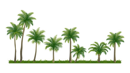 Fototapeta premium Different Palm Coconut tree collections element set