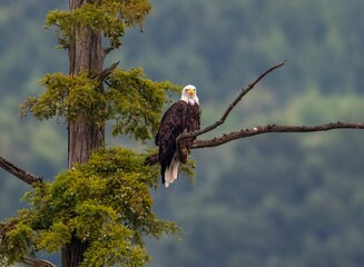 Bald eagle perched on a tree branch in the forest