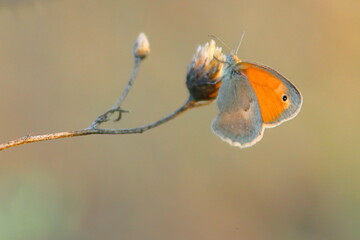 Butterfly on a flower