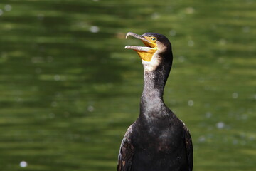 Great cormorant bird