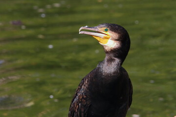 Great cormorant bird