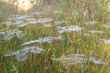 In autumn there are many white delicate cobwebs on a dewy meadow. The sun is rising in the background.