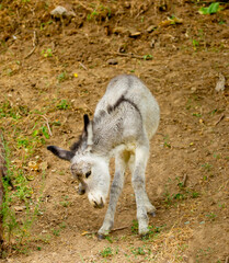 Donkey grazing on a green meadow. Herd of donkeys in the pasture, hardy animals in agriculture. Livestock in the mountains.