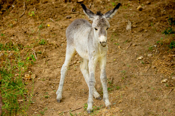 Donkey grazing on a green meadow. Herd of donkeys in the pasture, hardy animals in agriculture. Livestock in the mountains.