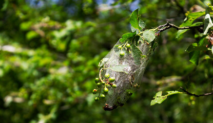 Cocoons of insects in the web on wild plants, Europe