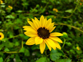 A beautiful sunflower blooms in the flower garden. Beautiful nature background.
