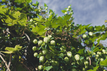 Ripe flowers of hop plant on branches
