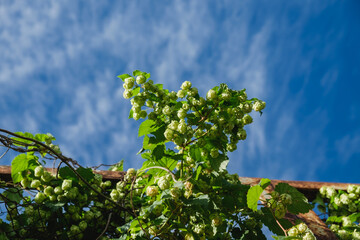 Ripe flowers of the hop plant against the blue sky